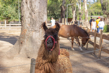 Brown llama (lama glama) and horse (equus ferus) in the farm. © fabianalejandro