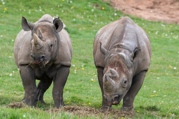 Pair of Eastern Black Rhino's Standing on Grass Feeding