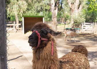 Brown llama (lama glama ) in the farm.