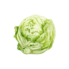 Fresh whole head iceberg lettuce. Vector vintage hatching color illustration.