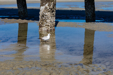 Ring billed seagull wading in tide pools beneath a pier encrusted with oysters and barnacles, horizontal aspect
