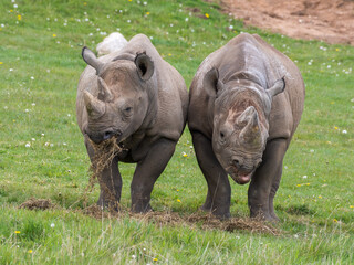 Obraz premium Pair of Eastern Black Rhino's Standing on Grass Feeding
