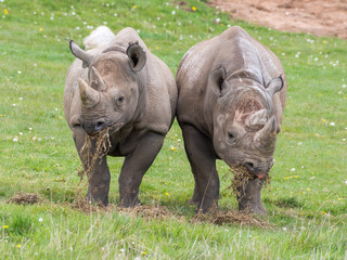 Pair of Eastern Black Rhino's Standing on Grass Feeding