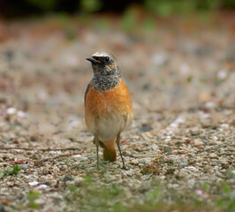 Common redstart closeup. Phoenicurus phoenicurus. Bird on the sand in the garden. 