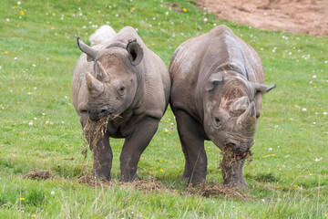 Obraz premium Pair of Eastern Black Rhino's Standing on Grass Feeding