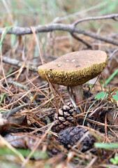 Suillus bovinus , in a thicket of forest in green grass. 