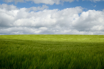 green field and blue sky