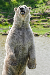 Large Polar Bear Standing Upright