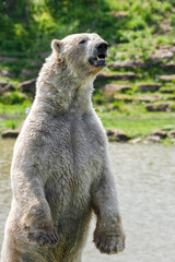 Fototapeta premium Large Polar Bear Standing Upright