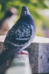 pigeon on the tree