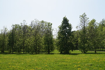 spring in the park
