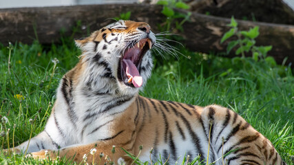 Amur Tiger Resting on Grass