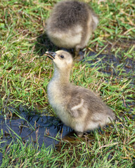 Young Gosling Resting on Grass