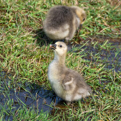 Young Gosling Resting on Grass