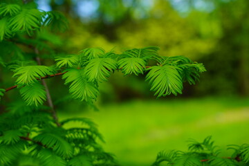 Metasequoia glyptostroboides (Gold Rush) ,leaves