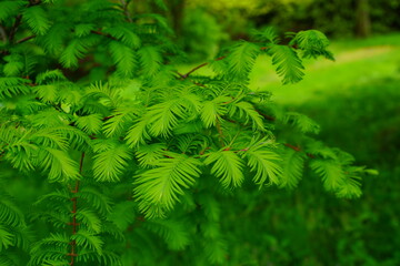 Metasequoia glyptostroboides (Gold Rush) ,leaves