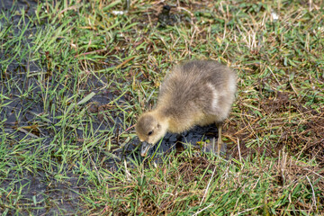 Young Gosling Resting on Grass
