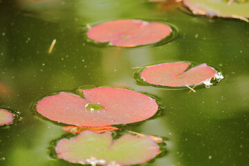 Nen&uacute;rares de color rosa en agua verde. Planta emergente