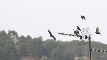 Estorninos posados sobre una antena. Moralzarzal