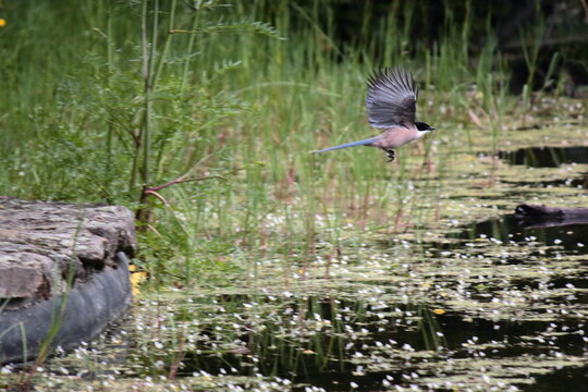 Rabilargo ib&eacute;rico volando sobre un estanque. Sierra de Guadarrama
