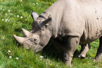 Fototapeta premium Eastern Black Rhino Standing on Grass Feeding