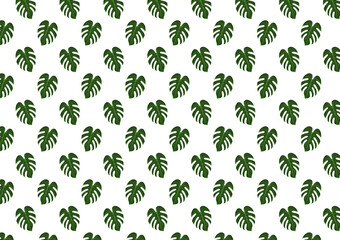 Fototapeta premium leaf pattern white background, swiss cheese plant pattern, monstera plant background