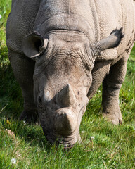 Obraz premium Eastern Black Rhino Standing on Grass Feeding