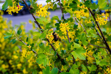Golden currant in the city park