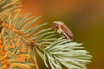 beetle on a branch