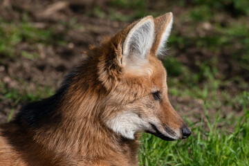 Maned Wolf Resting on Grass