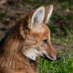 Maned Wolf Resting on Grass