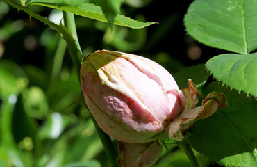 pink bud rose in the garden