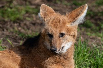 Maned Wolf Resting on Grass