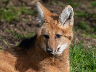 Maned Wolf Resting on Grass