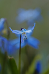 Vertical shot of a blooming Scilla flower