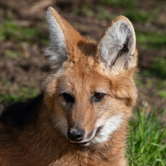 Maned Wolf Resting on Grass
