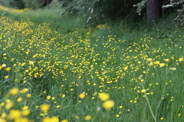 Champ rempli de fleurs bouton-d'or floraison