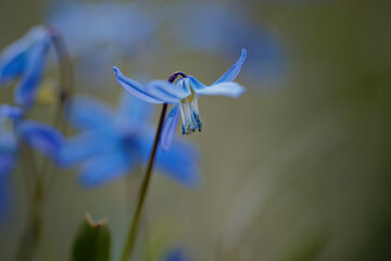 Closeup shot of a blooming Scilla flower