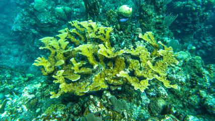 Coral Marino