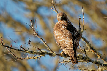 Closeup shot of Buteo perched on a twig