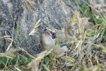 Iberian Magpie chick (Cyanopica cooki) on the forest floor