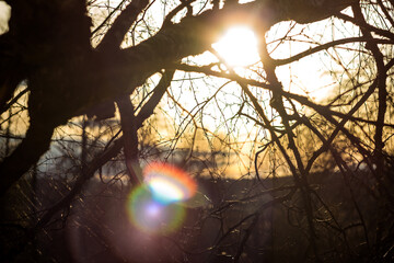 Sunlight and glare through tree branches, soft background