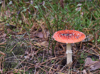 fly agaric in a forest undergrowth
