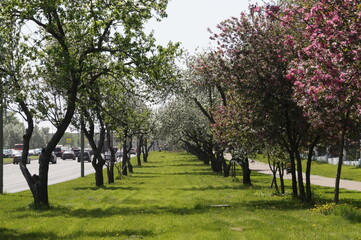 alley in the park