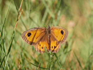 Butterfly in the field, in summer, Spain