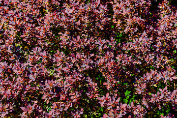 Springtime vegetation in the city park