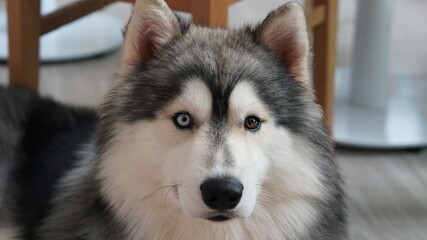 Obraz premium Siberian husky puppy with bi-colored eyes