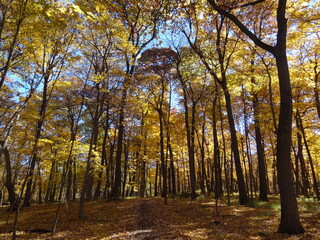 Fototapeta premium autumn in the woods