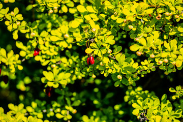 Springtime vegetation in the city park