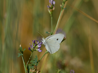 Butterfly in the field, in summer, Spain